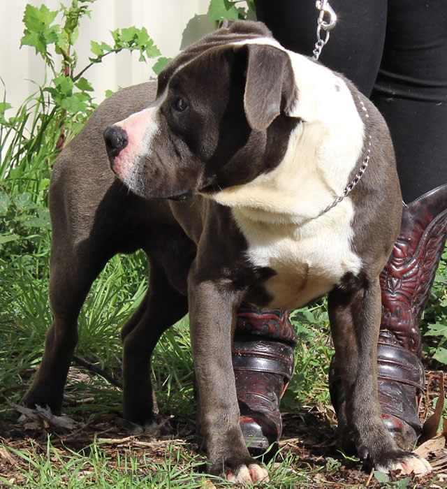 DDDawgs Kansas Law Dawg